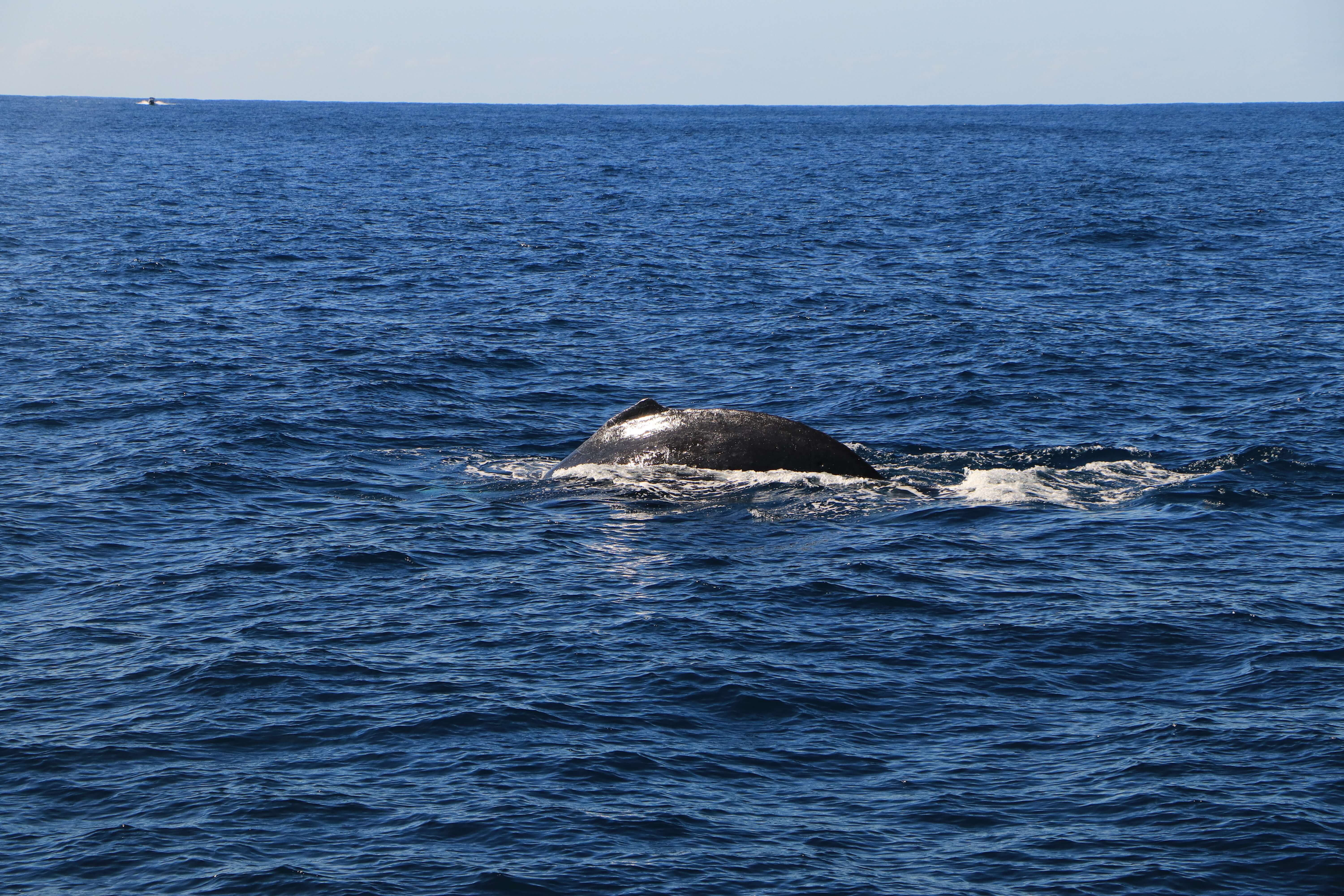 whale watching